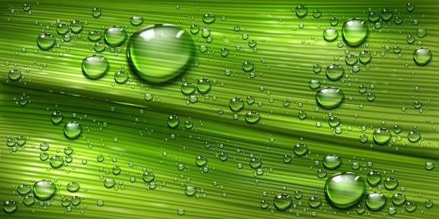 tree-leaf-texture-with-water-drops-palm-banana-green-plant-with-pure-shining-dew-droplets_107791-6485